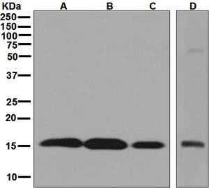 Western blot analysis on (A) HepG2, (B) 293T, (C) Jurkat, and (D) human spleen lysates using anti-SUMO4 antibody.