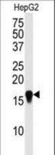 Western blot of SUMO4 Antibody (M55 Wild type) in HepG2 cell line lysate (35 ug/lane). SUMO4 wild type (arrow) was detected using the purified antibody.