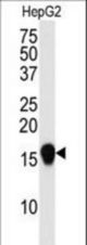 Western blot of SUMO4 Antibody (V55 Mutant) in HepG2 cell line lysate (35 ug/lane). SUMO4 mutant (arrow) was detected using the purified antibody.