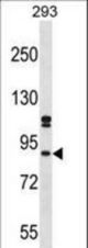 SUPT6H Antibody western blot of 293 cell line lysates (35 ug/lane). The SUPT6H antibody detected the SUPT6H protein (arrow).