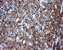 IHC of paraffin-embedded liver tissue using anti-PTPRE mouse monoclonal antibody. (Dilution 1:50).