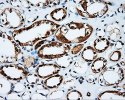 IHC of paraffin-embedded Kidney tissue using anti-PTPRE mouse monoclonal antibody. (Dilution 1:50).