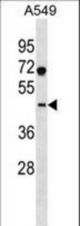 SURF6 Antibody western blot of A549 cell line lysates (35 ug/lane). The SURF6 antibody detected the SURF6 protein (arrow).