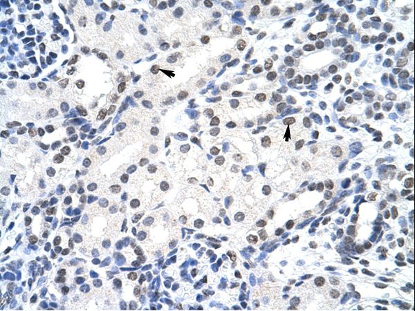 SURF6 antibody LS-C30869 was used in IHC to stain formalin-fixed, paraffin-embedded human kidney.