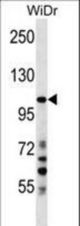 SUSD2 Antibody western blot of WiDr cell line lysates (35 ug/lane). The SUSD2 antibody detected the SUSD2 protein (arrow).