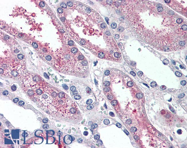 Anti-SUSD2 antibody LS-A8484 IHC of human kidney. Immunohistochemistry of formalin-fixed, paraffin-embedded tissue after heat-induced antigen retrieval.