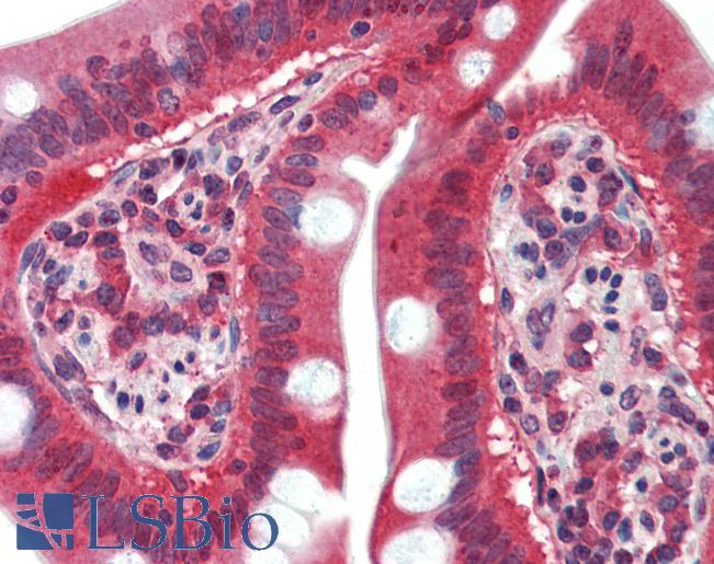 Anti-SUSD2 antibody LS-A8486 IHC of human small intestine. Immunohistochemistry of formalin-fixed, paraffin-embedded tissue after heat-induced antigen retrieval.