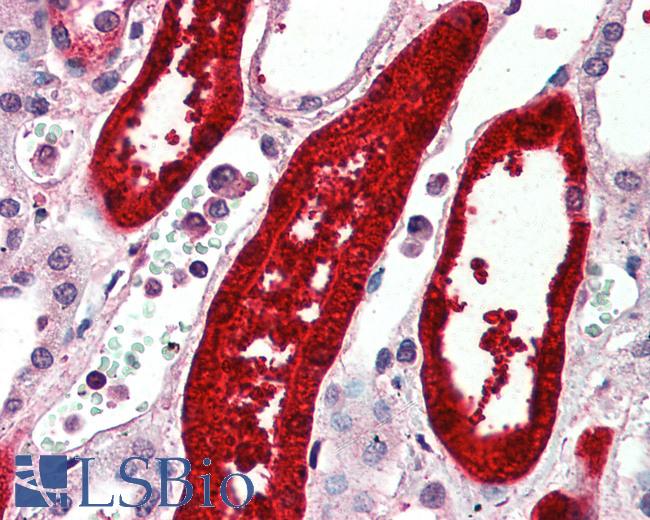 Anti-SUSD2 antibody LS-A8486 IHC of human kidney. Immunohistochemistry of formalin-fixed, paraffin-embedded tissue after heat-induced antigen retrieval.