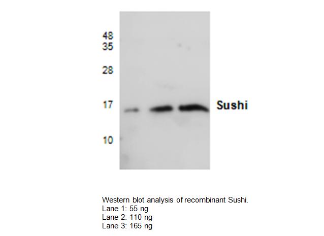 Western blot of SUSD3 antibody LS-X223114.