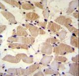 SUSD5 Antibody immunohistochemistry of formalin-fixed and paraffin-embedded human skeletal muscle followed by peroxidase-conjugated secondary antibody and DAB staining.