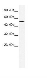 HepG2 Cell Lysate