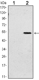 Western blot using SUZ12 monoclonal antibody against HEK293 (1) and SUZ12(AA: 533-739)-hIgGFc transfected HEK293 (2) cell lysate.
