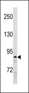 SUZ12 Antibody western blot of Ramos cell line lysates (35 ug/lane). The SUZ12 antibody detected the SUZ12 protein (arrow).