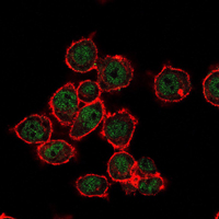 Immunofluorescence of MCF-7 cells using SUZ12 mouse monoclonal antibody (green). Red: Actin filaments have been labeled with Alexa Fluor-555 phalloidin.