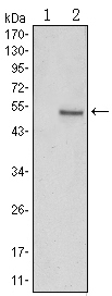 Western blot using SUZ12 monoclonal antibody against HEK293 (1) and SUZ12(AA: 533-739)-hIgGFc transfected HEK293 (2) cell lysate.