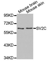 Western blot analysis of extracts of various cell lines, using SV2C antibody.