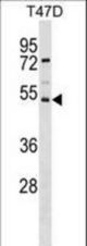 SVOPL Antibody western blot of T47D cell line lysates (35 ug/lane). The SVOPL antibody detected the SVOPL protein (arrow).