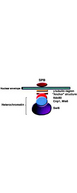 Anti-Swi6 Antibody - Western Blot. Western blot analysis is shown using Affinity Purified anti-Swi6 antibody to detect endogenous protein present in S. pombe lysate (arrowhead). Comparison to a molecular weight marker (not shown) indicates a band of ~43 kD corresponding to S. pombe Swi6 protein. ~35ug of lysate was loaded per lane onto a 4-20% gradient gel for SDS-PAGE followed by transfer to 0.45 um nitrocellulose. The blot was incubated with a 1:1700 dilution of the antibody at room temperature for 2 h followed by detection using IRDye800 labeled Goat-a-Rabbit IgG [H&L] ( diluted 1:5000 for 45 min. IRDye800 fluorescence image was captured using the Odyssey Infrared Imaging System developed by LI-COR. IRDye is a trademark of LI-COR, Inc. Other detection systems will yield similar results.