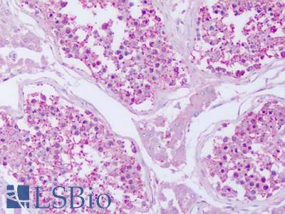 Anti-PTPRE antibody IHC of human testis. Immunohistochemistry of formalin-fixed, paraffin-embedded tissue after heat-induced antigen retrieval. Antibody LS-A6801 dilution 3-32 ug/ml.