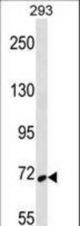 SYK Antibody western blot of 293 cell line lysates (35 ug/lane). The SYK antibody detected the SYK protein (arrow).