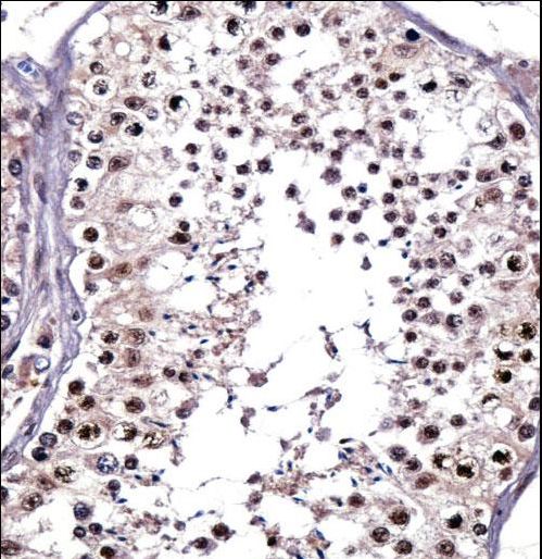 PTPRE Antibody immunohistochemistry of formalin-fixed and paraffin-embedded human testis tissue followed by peroxidase-conjugated secondary antibody and DAB staining.