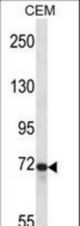 PTPRE Antibody western blot of CEM cell line lysates (35 ug/lane). The PTPRE antibody detected the PTPRE protein (arrow).