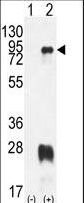 Western blot of PRMT7 (arrow) using rabbit polyclonal PRMT7 Antibody. 293 cell lysates (2 ug/lane) either nontransfected (Lane 1) or transiently transfected with the PRMT7 gene (Lane 2).