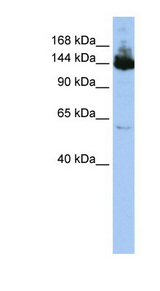 SYMPK / Symplekin antibody LS-C110726 Western blot of HepG2 cell lysate.