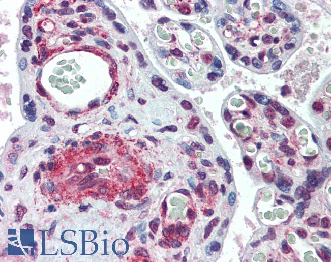 Anti-SYMPK / Symplekin antibody IHC of human placenta. Immunohistochemistry of formalin-fixed, paraffin-embedded tissue after heat-induced antigen retrieval. Antibody LS-B6171 concentration 5 ug/ml.