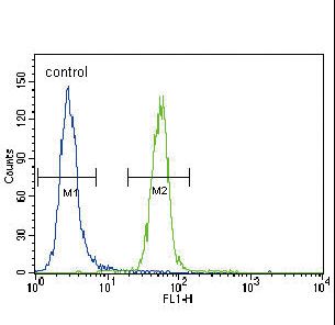 FYN Antibody flow cytometry of HeLa cells (right histogram) compared to a negative control cell (left histogram). FITC-conjugated goat-anti-rabbit secondary antibodies were used for the analysis.