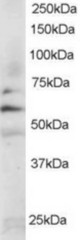 Staining (0.2 ug/ml) of Jurkat lysate (RIPA buffer, 35 ug total protein per lane). Primary incubated for 1 hour. Detected using chemiluminescence.