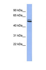 SYN3 antibody LS-C112325 Western blot of HepG2 Cell lysate. Antibody concentration 1 ug/ml.