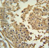 SYN3 Antibody immunohistochemistry of formalin-fixed and paraffin-embedded human testis tissue followed by peroxidase-conjugated secondary antibody and DAB staining.