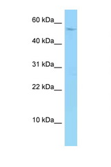 SYNC antibody LS-C146381 Western blot of U937 Cell lysate. Antibody concentration 1 ug/ml.