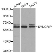 Western blot analysis of extracts of various cell lines, using SYNCRIP antibody.