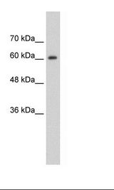 HepG2 Cell Lysate