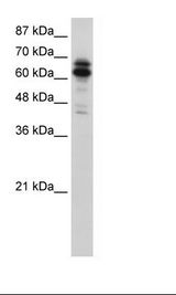 HepG2 Cell Lysate