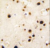 Formalin-fixed and paraffin-embedded human brain tissue reacted with HNRPQ antibody , which was peroxidase-conjugated to the secondary antibody, followed by DAB staining. This data demonstrates the use of this antibody for immunohistochemistry; clinical relevance has not been evaluated.