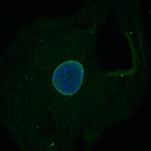 Immunofluorescence staining of a cultured mouse embryonic fibroblast with Nsp3 for nesprin-3a (green), and counter-staining of nuclear DNA with DAPI (blue).