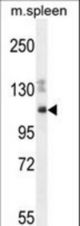 SYNE3 Antibody western blot of mouse spleen cell line lysates (35 ug/lane). The SYNE3 antibody detected the SYNE3 protein (arrow).