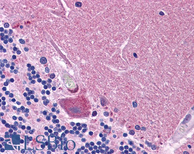 Anti-SYNGR1 / Synaptogyrin 1 antibody IHC of human brain, cerebellum. Immunohistochemistry of formalin-fixed, paraffin-embedded tissue after heat-induced antigen retrieval. Antibody LS-B5069 concentration 5 ug/ml.