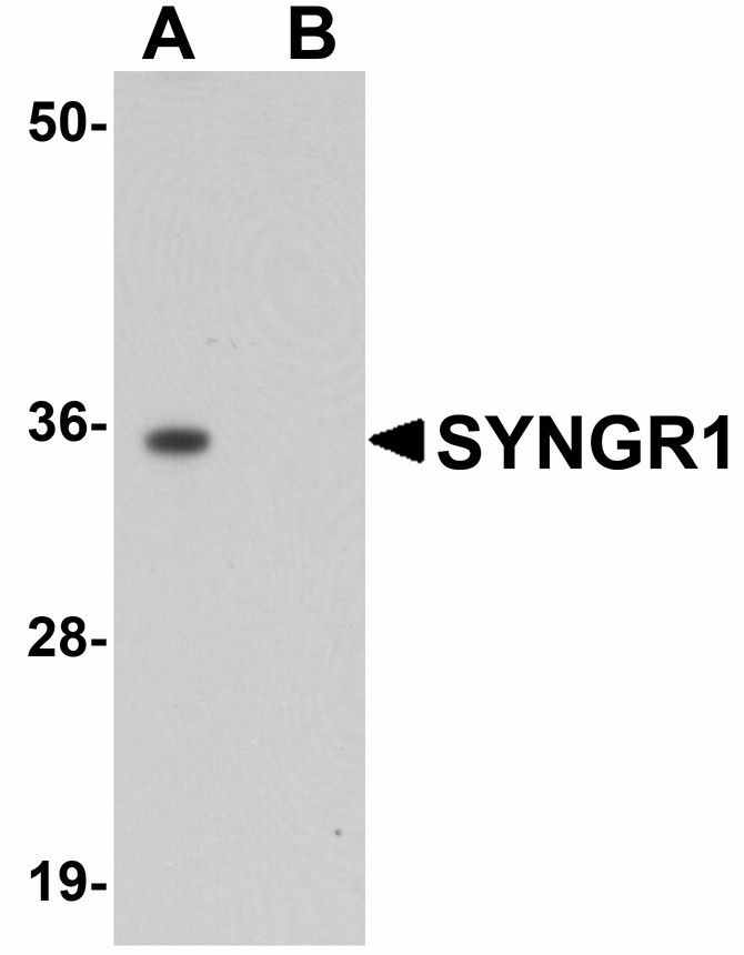 Western blot of SYNGR1 in rat brain tissue lysate with SYNGR1 antibody at 1 ug/ml in (A) the absence and (B) the presence of blocking peptide.