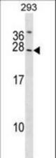 SYNGR2 Antibody western blot of 293 cell line lysates (35 ug/lane). The SYNGR2 antibody detected the SYNGR2 protein (arrow).