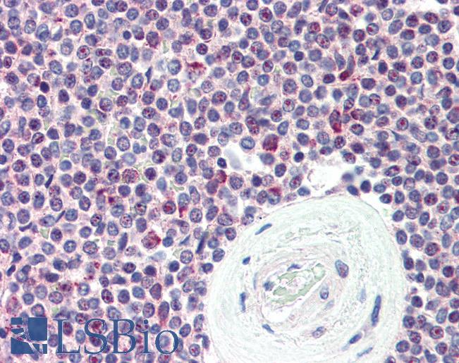 Anti-SYNGR2 / Synaptogyrin 2 antibody LS-A9845 IHC of human spleen. Immunohistochemistry of formalin-fixed, paraffin-embedded tissue after heat-induced antigen retrieval.