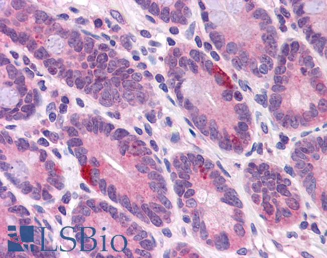 Anti-SYNGR2 / Synaptogyrin 2 antibody IHC of human small intestine. Immunohistochemistry of formalin-fixed, paraffin-embedded tissue after heat-induced antigen retrieval. Antibody LS-B5070 concentration 5 ug/ml.