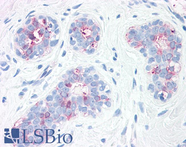 Anti-SYNGR2 / Synaptogyrin 2 antibody LS-A9135 IHC of human, breast. Immunohistochemistry of formalin-fixed, paraffin-embedded tissue after heat-induced antigen retrieval.