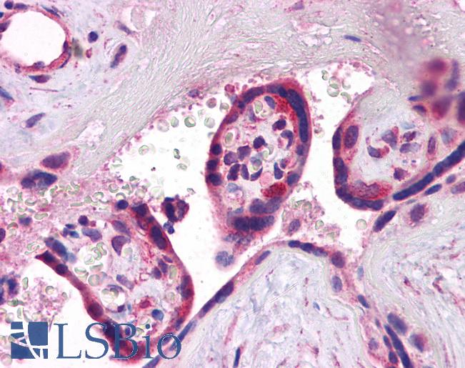 Anti-SYNGR3 / Synaptogyrin 3 antibody IHC of human placenta. Immunohistochemistry of formalin-fixed, paraffin-embedded tissue after heat-induced antigen retrieval. Antibody LS-B5071 concentration 5 ug/ml.
