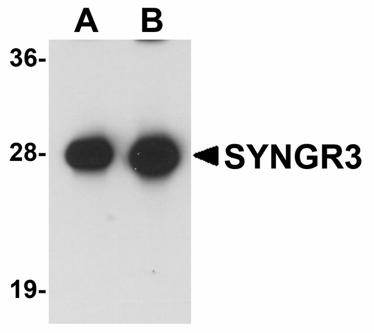 Western blot of SYNGR3 in mouse brain tissue lysate with SYNGR3 antibody at (A) 1 and (B) 2 ug/ml .