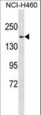 SYNJ2 Antibody western blot of NCI-H460 cell line lysates (35 ug/lane). The SYNJ2 antibody detected the SYNJ2 protein (arrow).