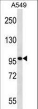 SYNPO Antibody western blot of A549 cell line lysates (35 ug/lane). The SYNPO antibody detected the SYNPO protein (arrow).